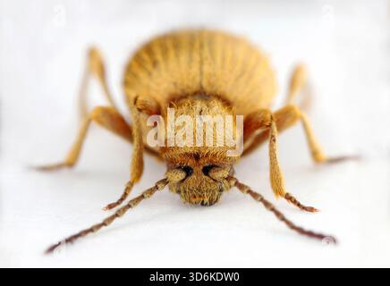Le coléoptère doré, Niptus hololeucus, est une espèce de coléoptère araignée de la famille des Ptinidae. Spécimen adulte isolé sur fond blanc. Banque D'Images