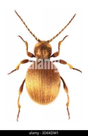 Le coléoptère doré, Niptus hololeucus, est une espèce de coléoptère araignée de la famille des Ptinidae. Spécimen adulte isolé sur fond blanc. Banque D'Images
