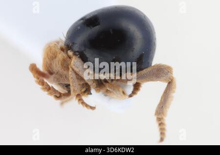 Mezium americanum, le coléoptère araignée américain ou coléoptère araignée noir, est une espèce d'insecte de la sous-famille des Ptininae. Banque D'Images