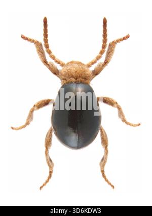 Mezium americanum, le coléoptère araignée américain ou coléoptère araignée noir, est une espèce d'insecte de la sous-famille des Ptininae. Banque D'Images