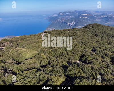 Forêt de chênes indigènes de la chaîne de montagnes Tramuntana, forêt de Planícia, frontière entre les municipalités de Banyalbufar, Esporles et Puigpunyent. Majorque, Îles Baléares, Espagne. Banque D'Images