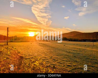 Lever de soleil doré sur des champs gelés avec des moutons de pâturage et des collines lointaines sur un matin d'hiver clair dans la campagne écossaise dans la région de Criefff Banque D'Images