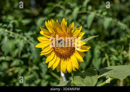 Une tête de tournesol jaune vif parfaitement centrée est en nette mise au point, placée sur un fond doux, luxuriant et naturellement flou de folia de jardin vert Banque D'Images