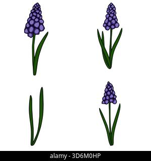 Une charmante illustration vectorielle de quatre plantes distinctes de jacinthe de raisin (Muscari) avec des grappes de fleurs violettes vibrantes et des feuilles vertes, présentées dans un c. Illustration de Vecteur