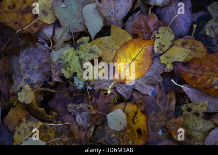 Feuilles d'automne mouillées sur le sol dans des tons de gris brun et un brillant, un jour d'hiver sombre, fond plein cadre pour la saison et les thèmes météorologiques, c Banque D'Images