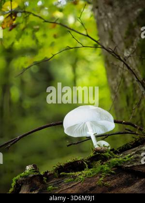 Champignon blanc translucide (champignon de porcelaine) sur une bûche moussue dans une forêt verte luxuriante - macro gros plan Banque D'Images