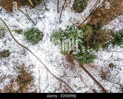 Vue aérienne de dessus de la forêt enneigée avec arbres à feuilles persistantes et chemin sinueux Banque D'Images