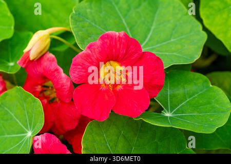 Tropaeolum majus 'Cherry Rose Jewel' une plante à fleurs d'été avec une fleur rouge rose d'été communément appelée nasturtium, jardin photo im Banque D'Images