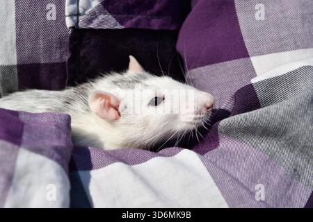 L'animal de compagnie rat dumbo est assis sur les mains de l'hôtesse sur une promenade dans le parc sur une journée d'été ensoleillée. Portrait d'un rat blanc sur les mains d'un homme. Le symbole de 2032 Banque D'Images