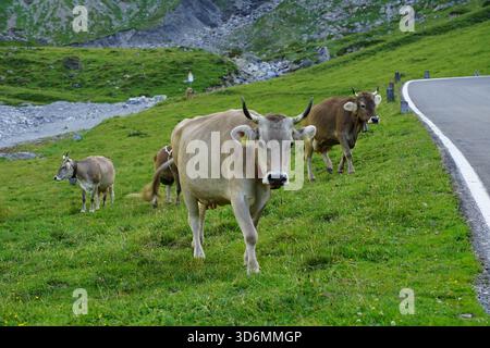 Vaches suisses sur le chemin du pâturage, col de Klausen, Suisse Banque D'Images