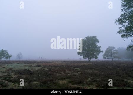 Quelques arbres sont debout dans un champ d'herbe sèche. Le ciel est brumeux à Haaksbergerveen aux pays-Bas. Banque D'Images