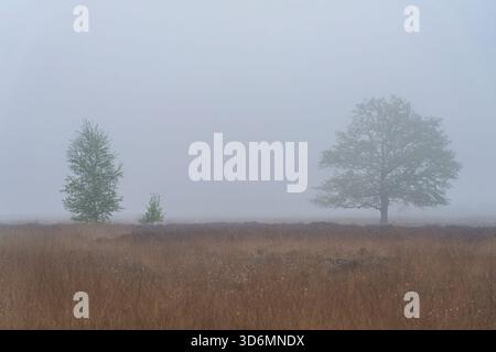 Quelques arbres sont debout dans un champ d'herbe sèche. Le ciel est brumeux à Haaksbergerveen aux pays-Bas. Banque D'Images