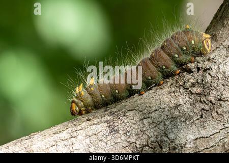 Grande chenille à papillons flous rampant sur une branche Banque D'Images