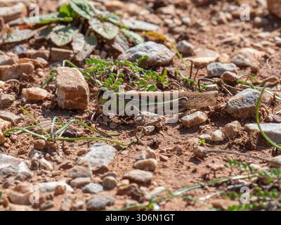 Le criquet migrateur (Locusta migratoria), endémique du sud de l'Europe et non une espèce de peste, sur la péninsule de Mani, Péloponnèse Banque D'Images