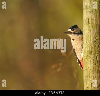 Great spotted Woodpecker Banque D'Images