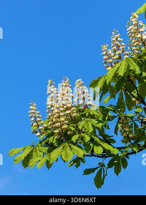 Fleurs de châtaignier de cheval en latin Aesculus hippocastanum également appelé châtaignier de cheval, marron de cheval européen, buckeye et conker arbre, isolé sur blu Banque D'Images