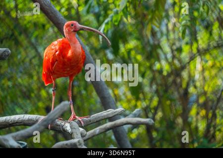 Un ibis écarlate, parfois appelé ibis rouge (Eudocimus ruber) au Tracy Aviary at Liberty Park à Salt Lake City, Utah, États-Unis. Banque D'Images