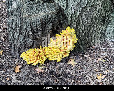 Champignon Chicken-of-the-Woods, Laetiporus sulfureux, à la base d'un arbre à New York, NY, États-Unis Banque D'Images