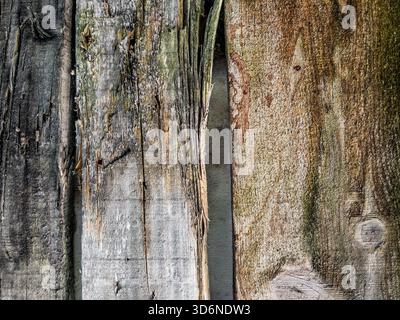 Gros plan détaillé de planches de bois vieillies avec des fissures, de la pourriture et des textures naturelles d'altération des intempéries Banque D'Images