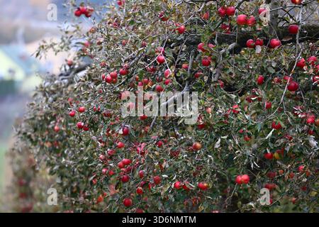 Pommes rouges abondantes sur les vergers en automne Banque D'Images