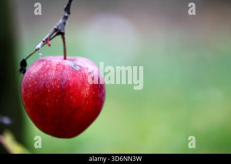 Une pomme rouge suspendue à une succursale Banque D'Images