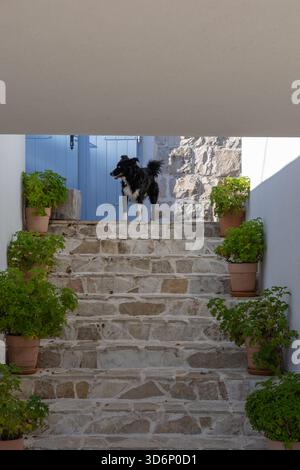 Un chien noir et blanc animé se tient sur des escaliers en pierre ensoleillée encadrés par des plantes en pot et une porte bleu pâle, capturant un moment de curiosité dans un cadre tranquille Banque D'Images