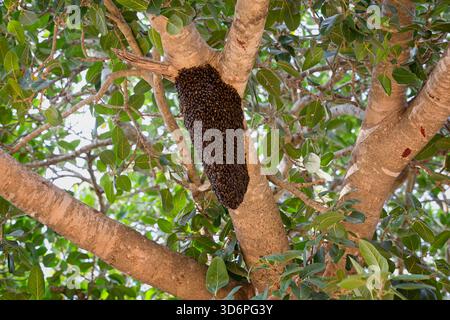Nid d'abeille géante (Apis Dorsata) attaché à un arbre dans le parc national d'Udawalawe, Sri Lanka Banque D'Images