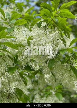 La frange de Central Park éclate en délicates fleurs blanches, accueillant la saison du renouveau Banque D'Images