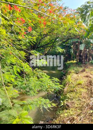 Ruisseau serein traversant le feuillage tropical avec des fleurs rouges Banque D'Images