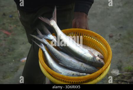Guwahati, Guwahati, Inde. 21 novembre 2025. Les pêcheurs montrent des poissons après avoir pêché dans la rivière Brahmaputra dans le Guwahati Inde le vendredi 21 novembre 2025. (Crédit image : © Dasarath Deka/ZUMA Press Wire) USAGE ÉDITORIAL SEULEMENT ! Non destiné à UN USAGE commercial ! Banque D'Images