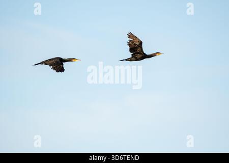 Paire de cormoran noir volant, Phalacrocorax carbo, Delta de l'Èbre, Catalogne, Espagne Banque D'Images