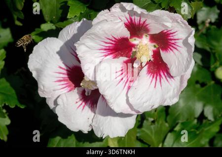 Hibiscus syriacus 'Helene' Banque D'Images