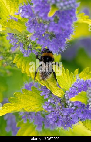 Bourdon sur fleur Caryopteris 'Hint of Gold' Banque D'Images
