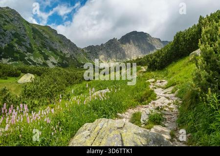 Sentier de pierre pittoresque sur le sentier de randonnée menant au lac Popradske Pleso dans le parc national des Hautes Tatras, Slovaquie. Banque D'Images