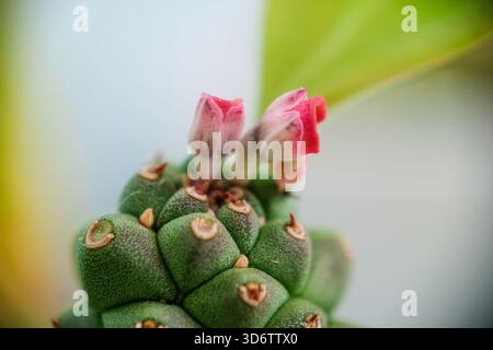 Gros plan d'Euphorbia Ritchiei avec de petites fleurs roses en fleurs Banque D'Images