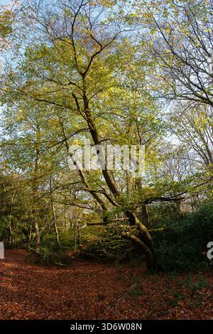 Strawberry Hill Pond Epping Forest en automne Banque D'Images