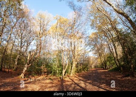 Strawberry Hill Pond Epping Forest en automne Banque D'Images