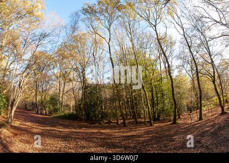 Strawberry Hill Pond Epping Forest en automne Banque D'Images