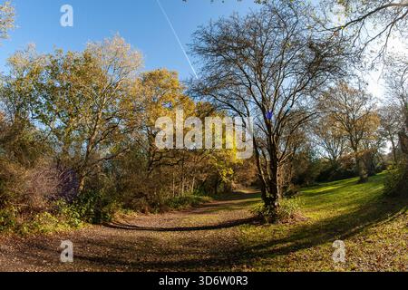 Strawberry Hill Pond Epping Forest en automne Banque D'Images