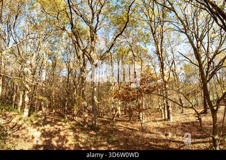 Strawberry Hill Pond Epping Forest en automne Banque D'Images