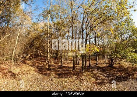 Strawberry Hill Pond Epping Forest en automne Banque D'Images