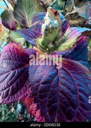 Feuilles texturées violet-vert avec bourgeon vert central émergeant du groupe de feuilles, vue rapprochée sur le jardin. Banque D'Images