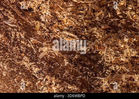 Gros plan de copeaux de bois et de sciure dispersés sur du bois brut, mettant en valeur des tons bruns riches et une texture organique naturelle. Banque D'Images