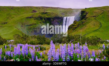 Les cascades de Skogafoss sont spectaculaires au milieu de collines verdoyantes, avec des lupins violets éclatants qui fleurissent au premier plan lors d'une journée calme et couverte en Islande. Banque D'Images