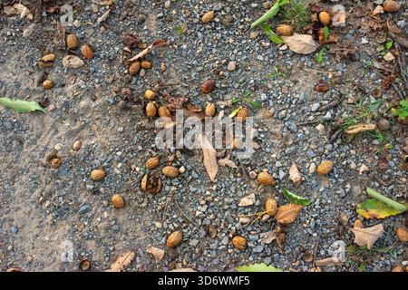 Scènes d'automne à Roanoke, Virginie. Banque D'Images