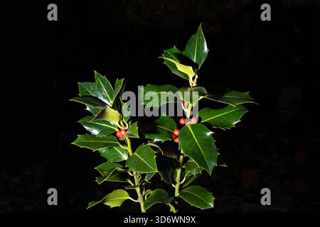 Gros plan de brins de houx avec des baies rouges vives sur fond noir, mettant en valeur la couleur festive et les détails naturels de saison. Banque D'Images