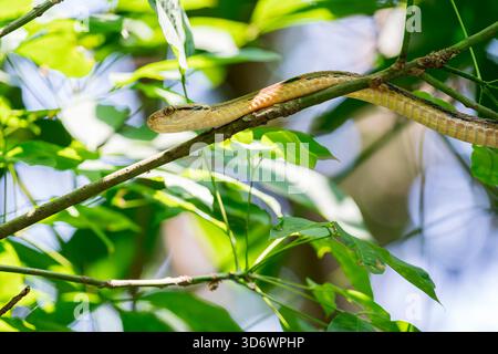 Un serpent de chat brun noir à dents de chien (Boiga cynodon) grimpe sur une branche en Asie, à Singapour. Banque D'Images