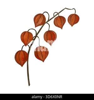 Branche de physalis d'aquarelle. Branche avec des fruits de physalis orange, sans feuilles, isolée sur blanc. Banque D'Images