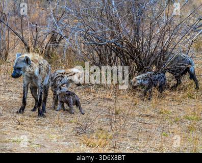 Une vue d'une famille de hyènes tachetées dans le parc national Kruger, Afrique du Sud au printemps Banque D'Images