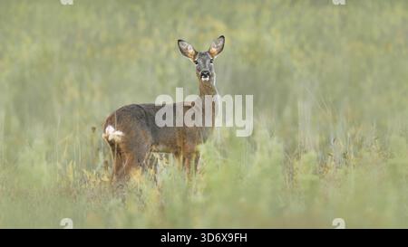 Vue latérale d'une biche chevreuil biche (Capreolus Capreolus) debout en alerte dans un pré, couleur pastel, espace copie, horizontal Banque D'Images